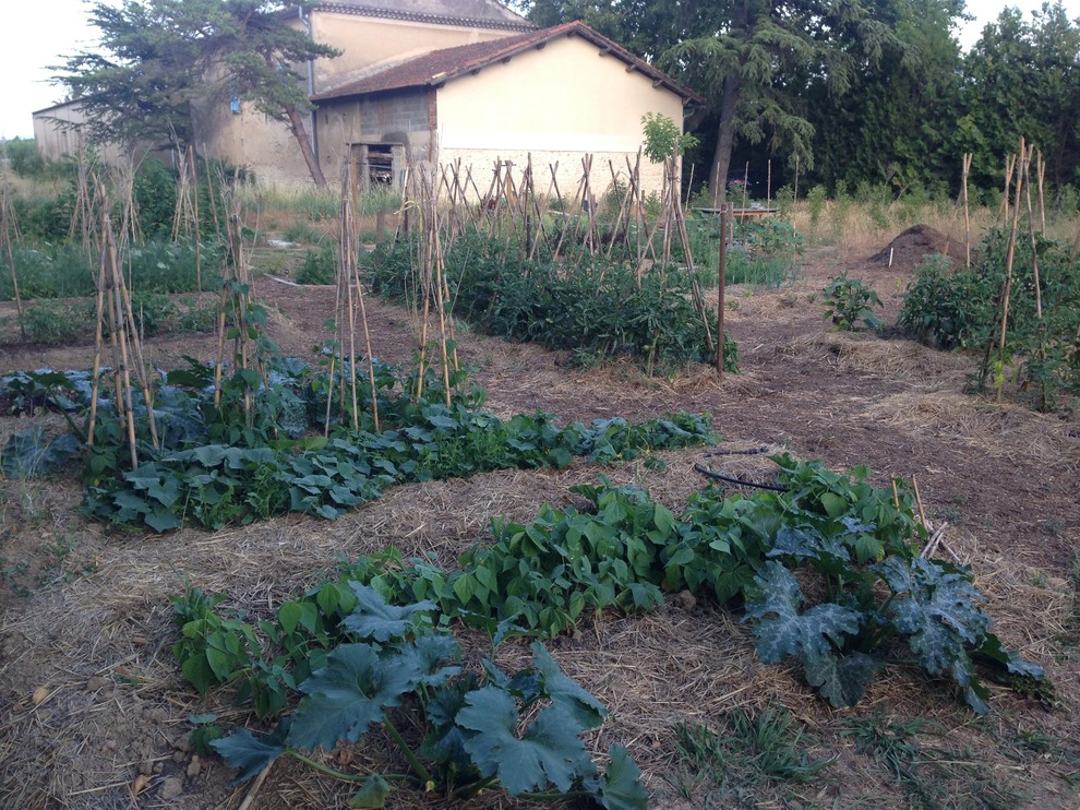 Cette photo montre un petit jardin potager latéral nature l'été avec une exposition ensoleillée et un paillis.