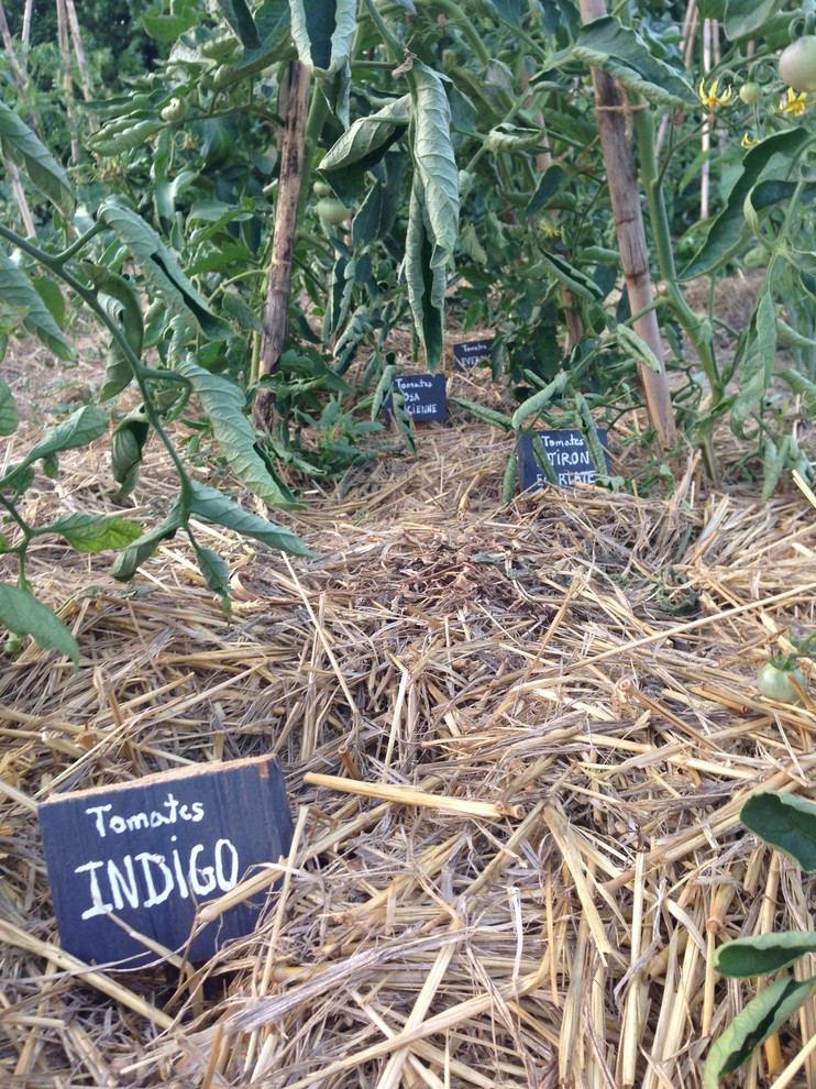 Exemple d'un petit jardin potager latéral nature l'été avec une exposition ensoleillée et un paillis.