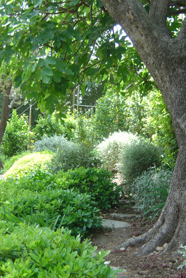 This is an example of a mediterranean garden in Nice.