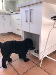 10 Custom Pet Feeding Stations For The Kitchen — Eatwell101