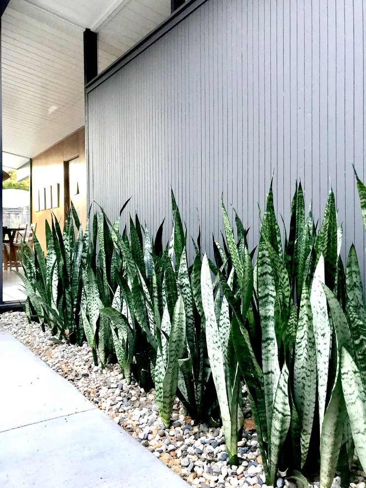 На фото: засухоустойчивый сад на внутреннем дворе в стиле модернизм с полуденной тенью и мощением тротуарной плиткой с