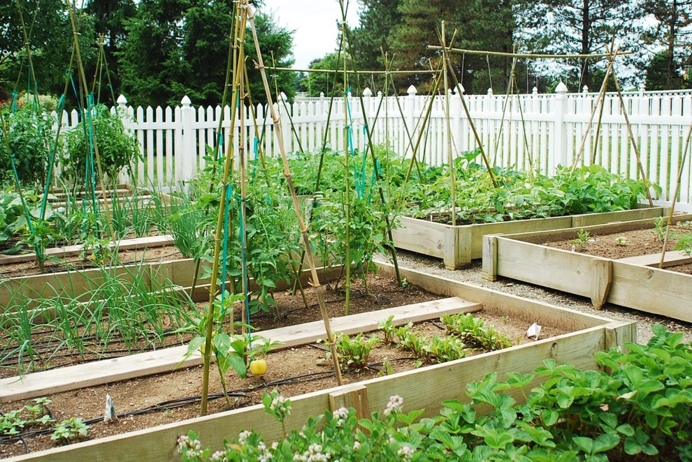 Inspiration for a traditional garden in Other with a vegetable patch.