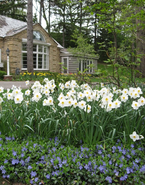 冬の庭を彩るおすすめの花8選 Houzz ハウズ