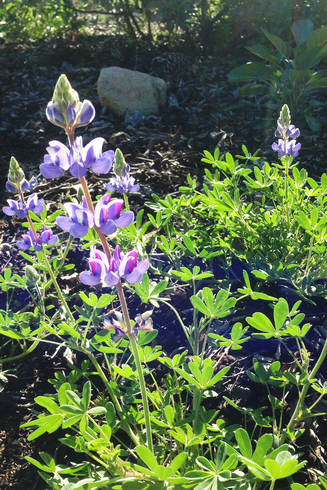 2016 Native Plant Garden Tour - Landscape - Los Angeles - by Theodore