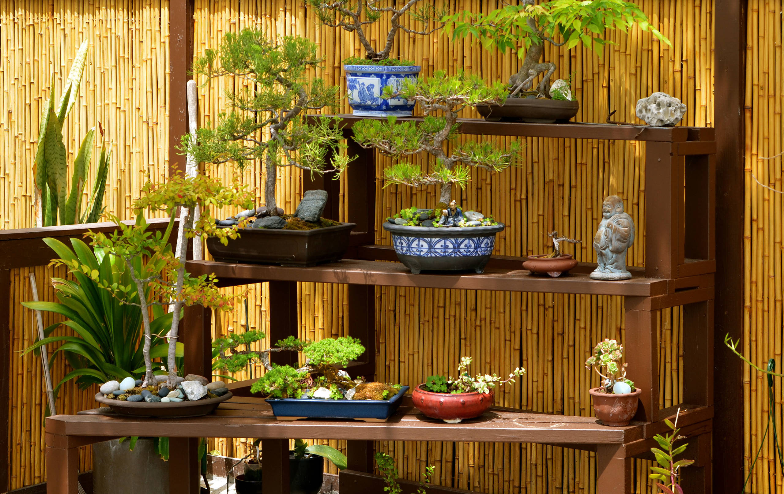 Изготовление бонсая/Дерево СВОИМИ РУКАМИ/DIY | Бонсай, Бонсай растения, Деревья бонсай