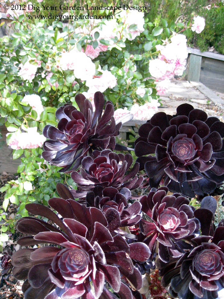 Halbschattiger Mediterraner Garten im Frühling mit Dielen in San Francisco