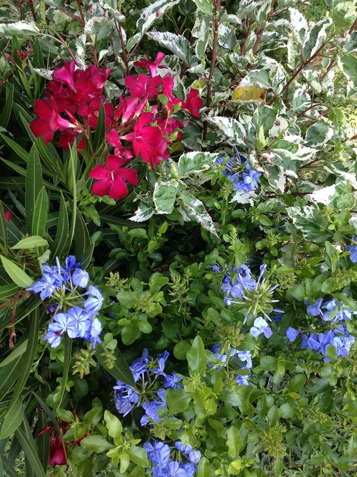 На фото: весенний участок и сад среднего размера на заднем дворе с садовой дорожкой или калиткой и полуденной тенью