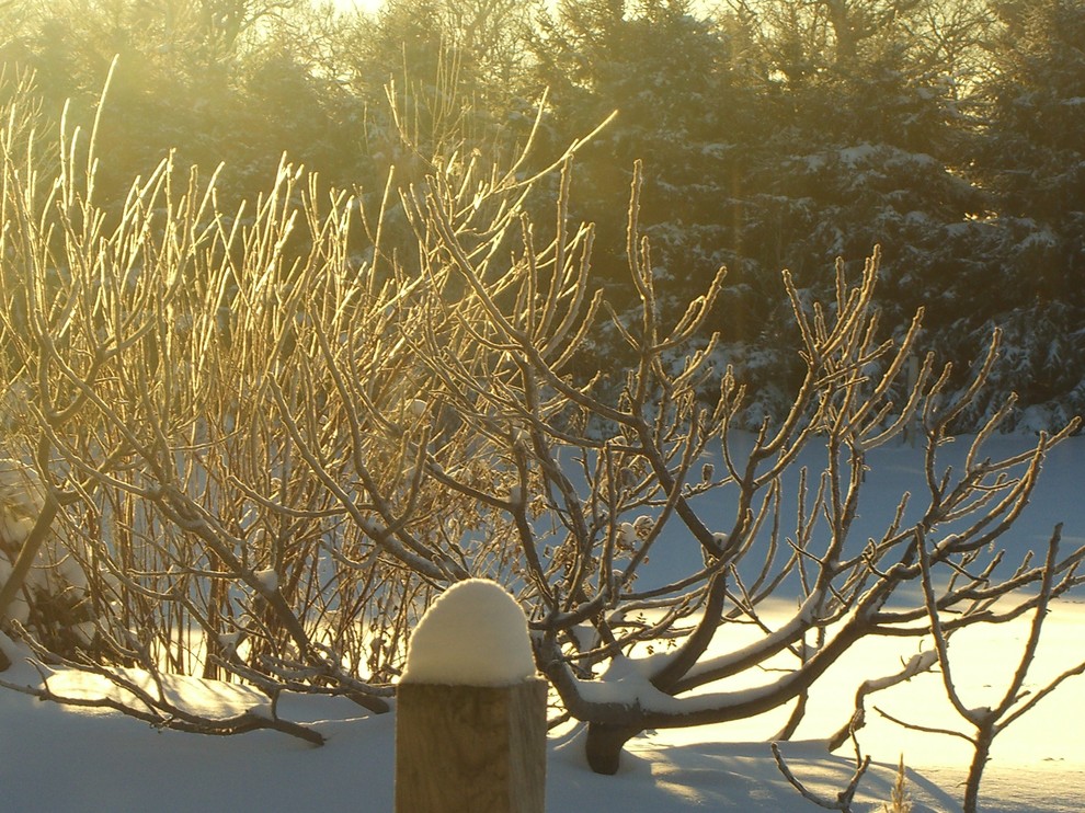 ミルウォーキーにあるラグジュアリーな巨大な、冬のトラディショナルスタイルのおしゃれな裏庭 (半日向) の写真
