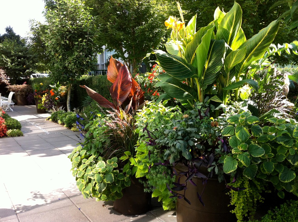 This is an example of a tropical landscaping in Vancouver.