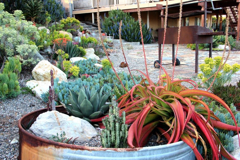 Inspiration for a mediterranean drought-tolerant landscaping in San Luis Obispo.