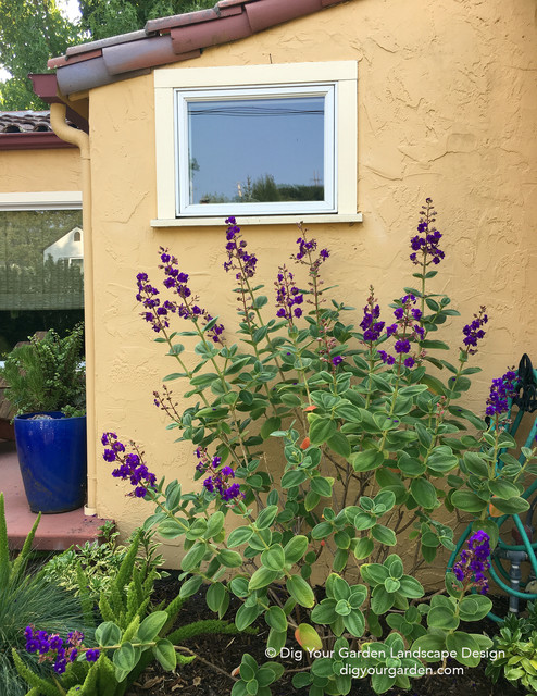 San Anselmo HIllside Sanctuary Garden - Dig Your Garden Landscape