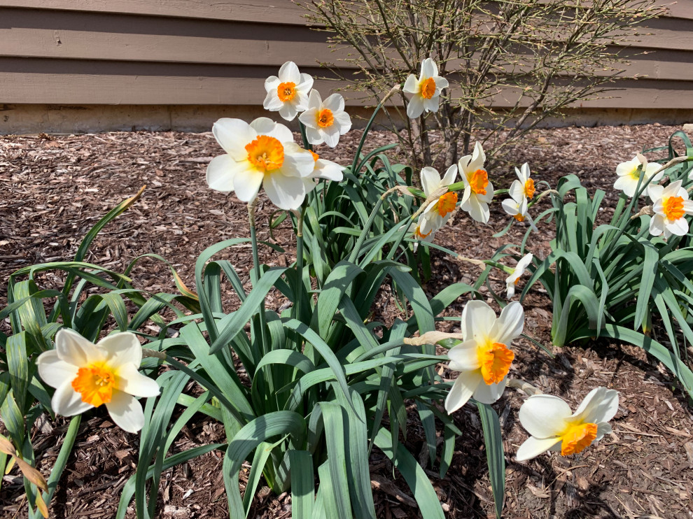 Ejemplo de jardín clásico de tamaño medio en primavera con parterre de flores y exposición total al sol
