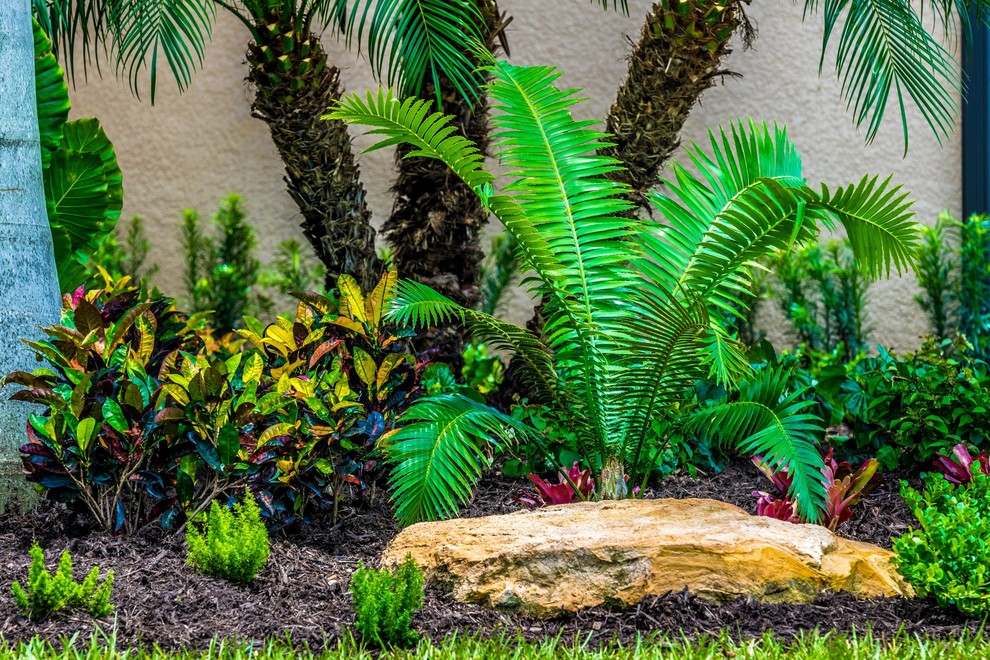 Accent Plant Landscape Miami by Bloomwater, LLC Houzz