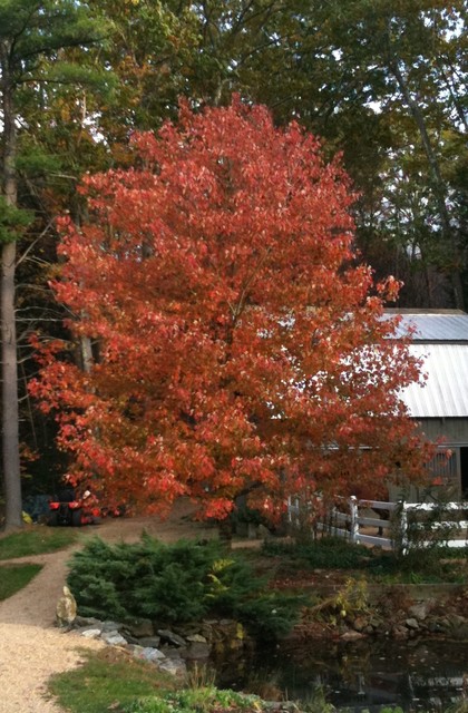 Great Design Plant: Acer Rubrum Brings Shade and Beauty