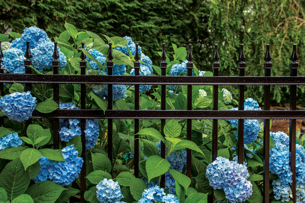 Источник вдохновения для домашнего уюта: летний регулярный сад среднего размера на переднем дворе в классическом стиле с полуденной тенью и мульчированием