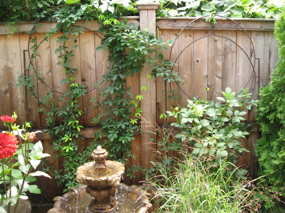 Akebia vines and circle trellises against fence Mediterranean