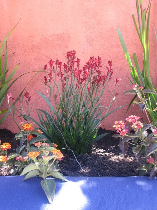 サンフランシスコにある地中海スタイルのおしゃれな庭の写真