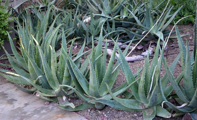 Great Design Plant: Aloe Vera