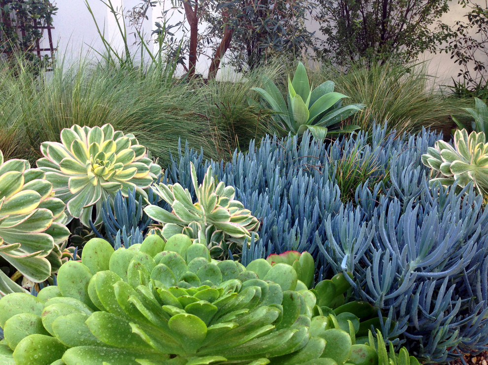 Design ideas for a coastal landscaping in Orange County.