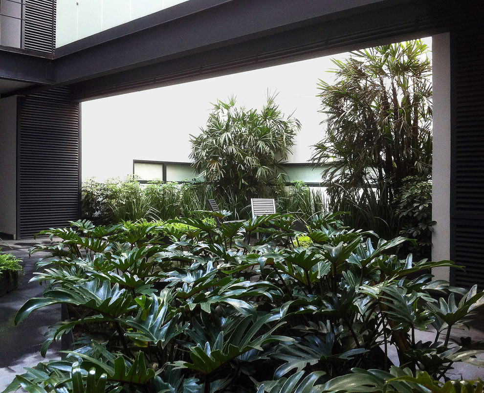 Schattiger Moderner Garten mit Kübelpflanzen in Sonstige