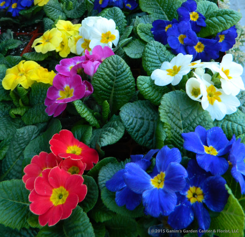 冬の庭を彩るおすすめの花8選 Houzz ハウズ