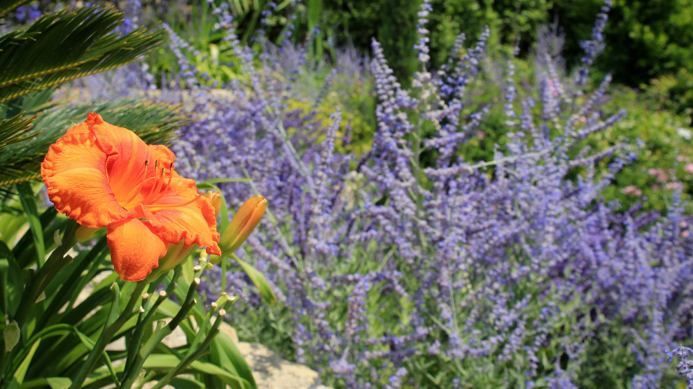 Cette photo montre un jardin méditerranéen avec une exposition ensoleillée et un massif de fleurs.