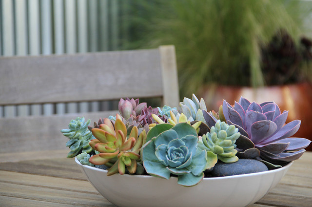 Plant These 12 Succulents for Instant Impact in Containers