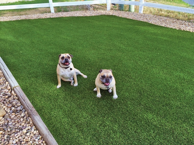 Artificial Grass Dog Run in Greeley - Contemporary - Landscape - Denver -  by PlushGrass Custom Synthetic Turf | Houzz
