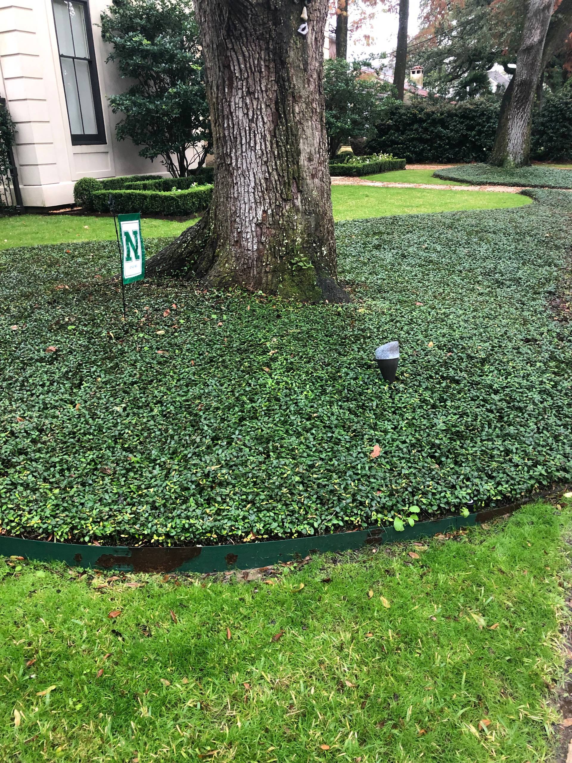 Asian Jasmine Ground Cover In Shade Sale Now Www rosmaninhoazevedo