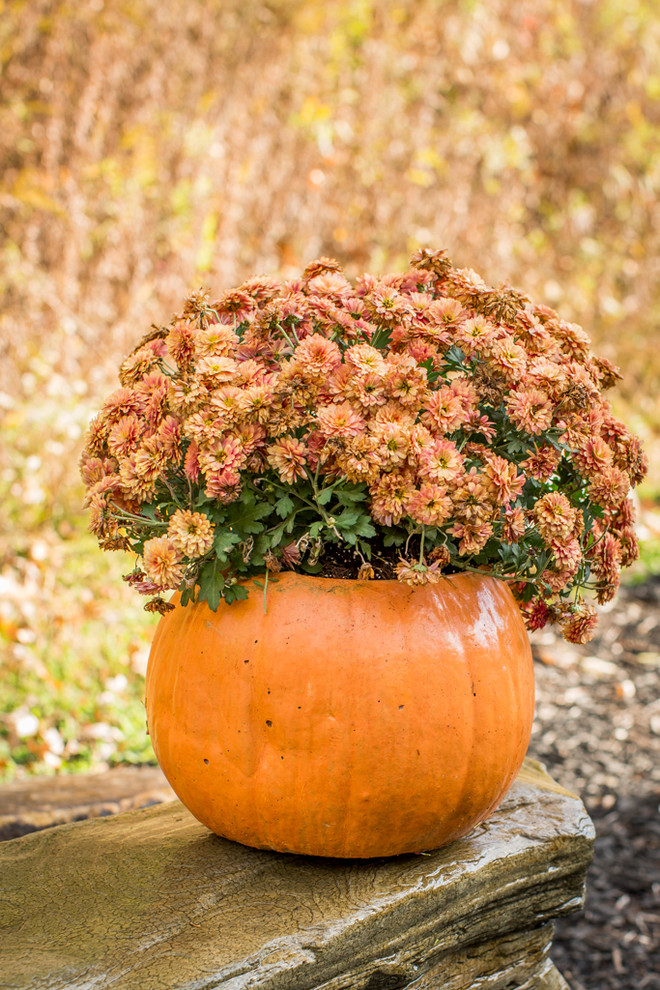 Foto di un piccolo giardino formale classico dietro casa in autunno con un giardino in vaso e pacciame