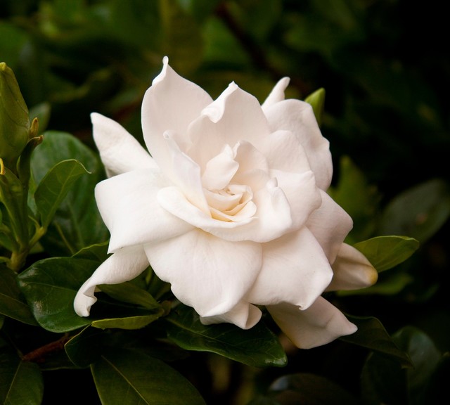 august-beauty-gardenia-gardenia-jasminoi