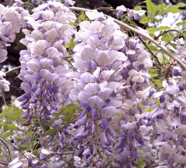 Wisteria Sinensis (Purple) - Fragrant Climbing Vine