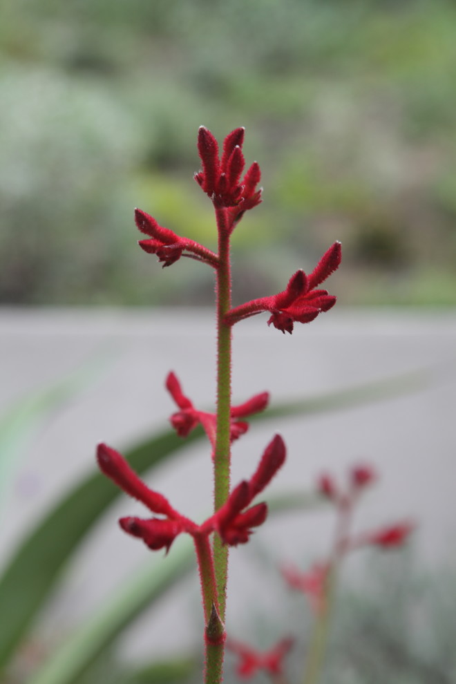 Australian Native Kangaroo Paw (Drought Tolerant) Garden Los Angeles by FormLA Landscaping