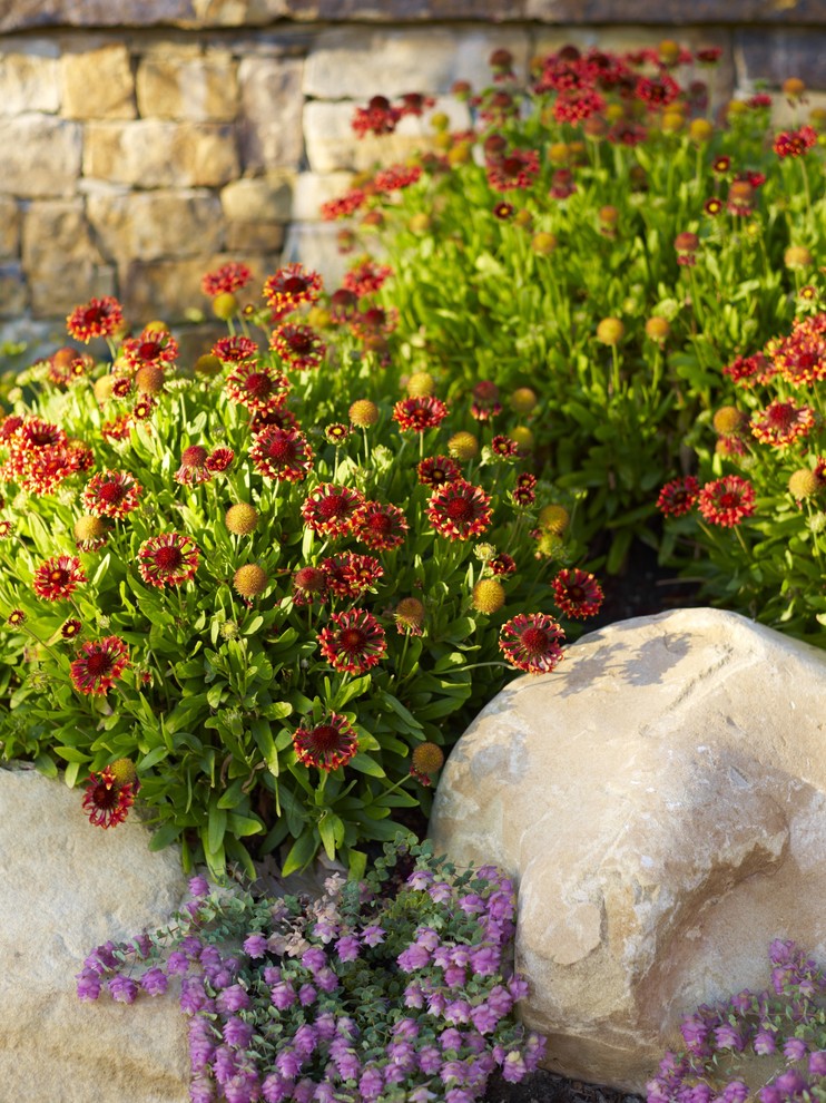 サンルイスオビスポにある夏の地中海スタイルのおしゃれな庭 (日向) の写真