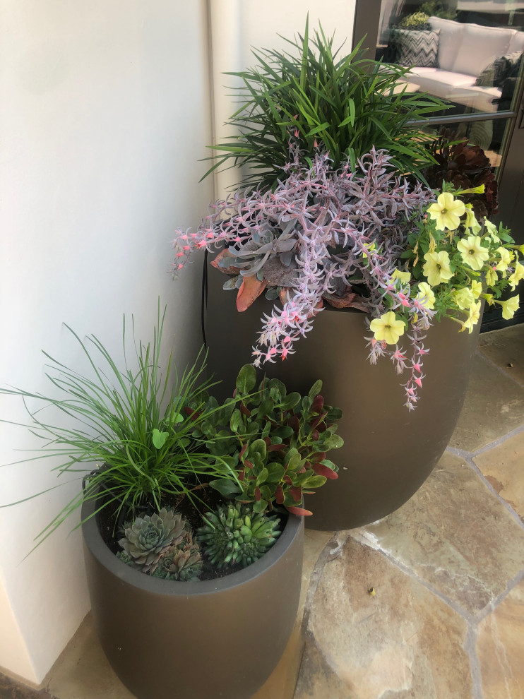 Idee per un giardino xeriscape minimalista esposto a mezz'ombra di medie dimensioni e in cortile in primavera con un giardino in vaso