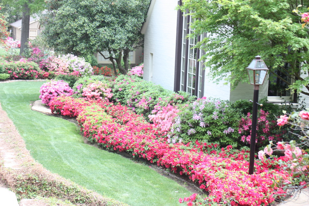 Azalea Tours In Tyler Tx Traditional Landscape Dallas By Green Meadows Landscaping