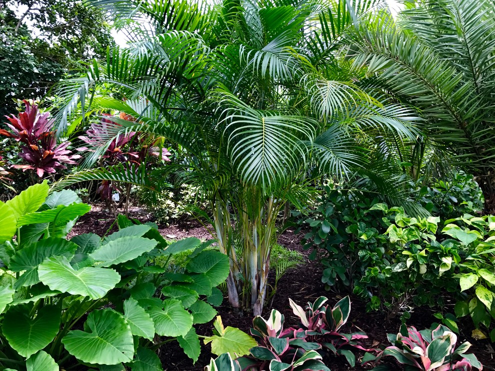 Foto di un piccolo giardino formale tropicale esposto a mezz'ombra dietro casa in estate con pacciame
