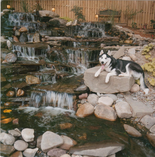 Photo by LiveWell Outdoors - In this dog-friendly backyard the homeowners sort to incorporate an elaborate water feature in the natural slope in the yard. 