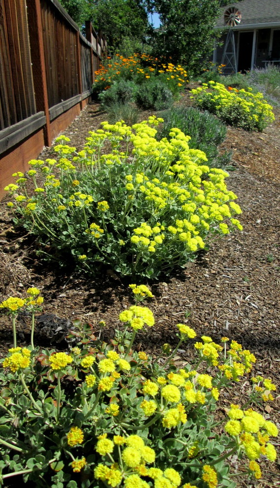 Foto på en liten lantlig trädgård i full sol framför huset och som tål torka på våren, med en trädgårdsgång och marktäckning