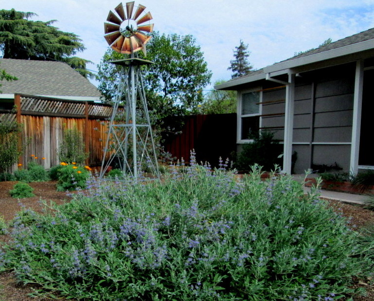 サンフランシスコにある春の、小さなカントリー風のおしゃれな前庭 (日向、ゼリスケープ、庭への小道、マルチング舗装) の写真
