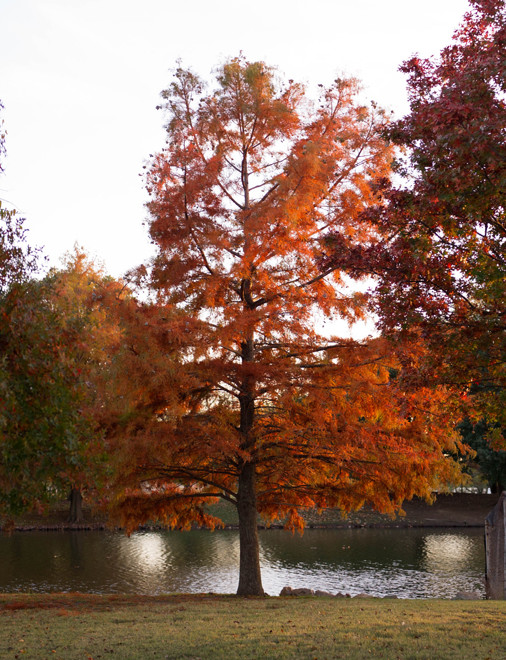 Immagine di un laghetto da giardino tradizionale esposto in pieno sole in autunno con un pendio, una collina o una riva