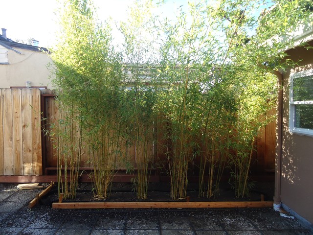 Bamboo Privacy Screening In Belmont Ca Modern Garden San Francisco By Bamboo Sourcery Nursery Gardens Houzz