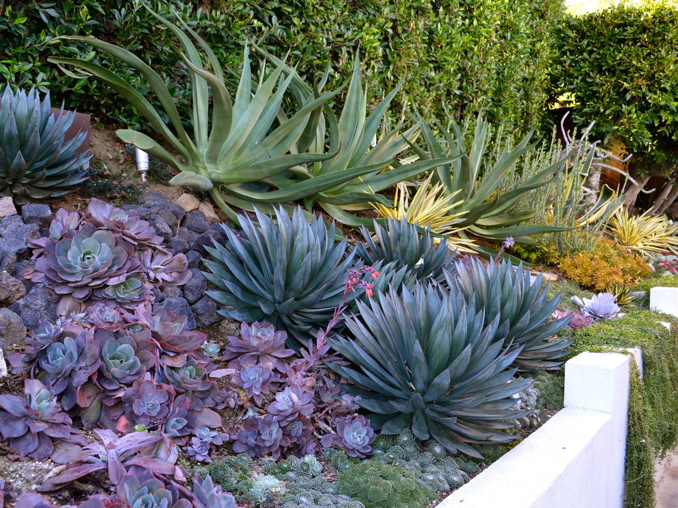 ロサンゼルスにある小さなトロピカルスタイルのおしゃれな庭 (擁壁、半日向、砂利舗装) の写真