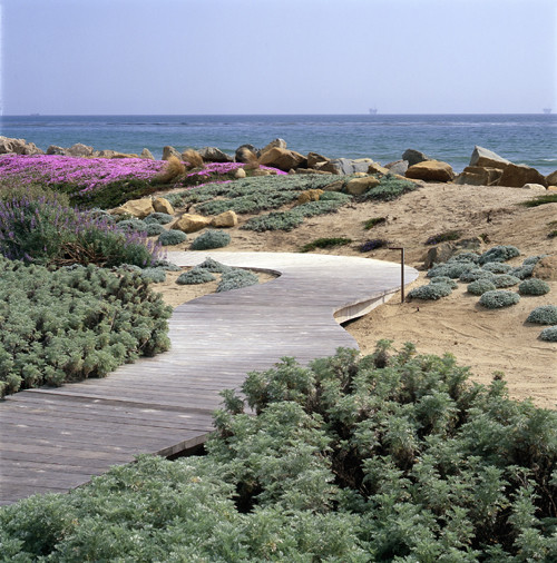 Photo of a coastal landscaping in Santa Barbara.