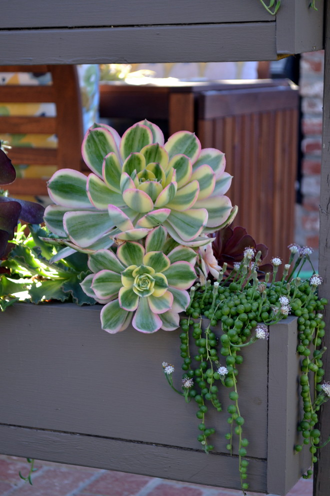 Halbschattige, Mittelgroße Moderne Pflanzenwand hinter dem Haus mit Pflastersteinen in Orange County