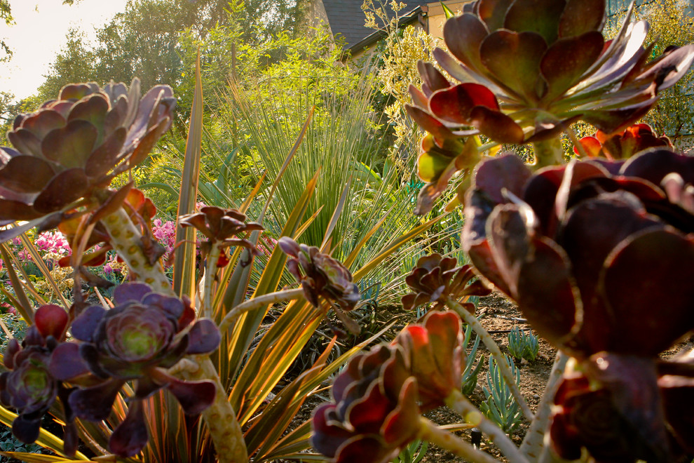Свежая идея для дизайна: солнечный засухоустойчивый сад среднего размера на переднем дворе в стиле фьюжн с хорошей освещенностью и покрытием из каменной брусчатки - отличное фото интерьера