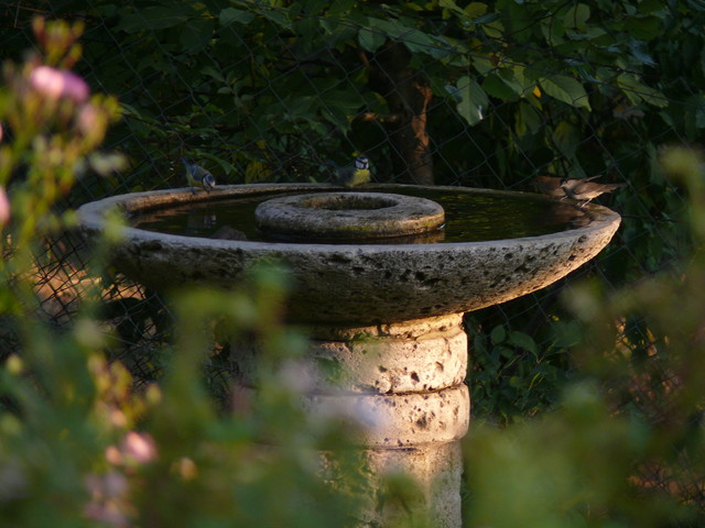 Un rifugio per gli uccellini selvatici nel tuo giardino - VillaggioNatura