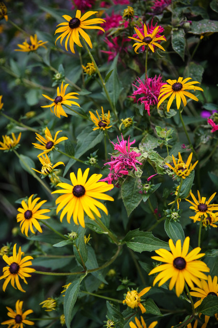 Image of Black-eyed Susan and bee balm