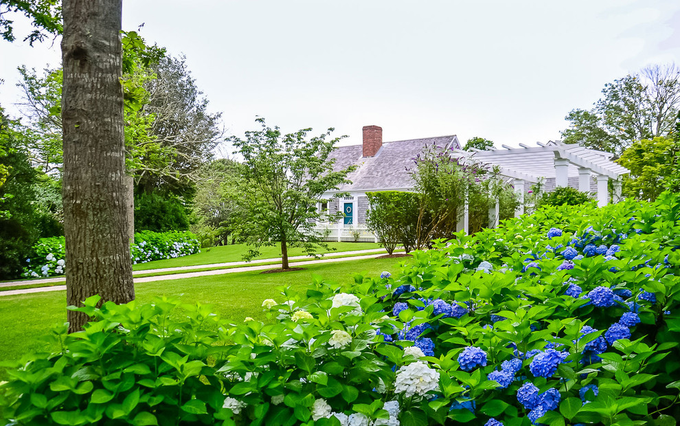Blue Hydrangea, White Pergola and a Cedar Shake Cape Cod Home