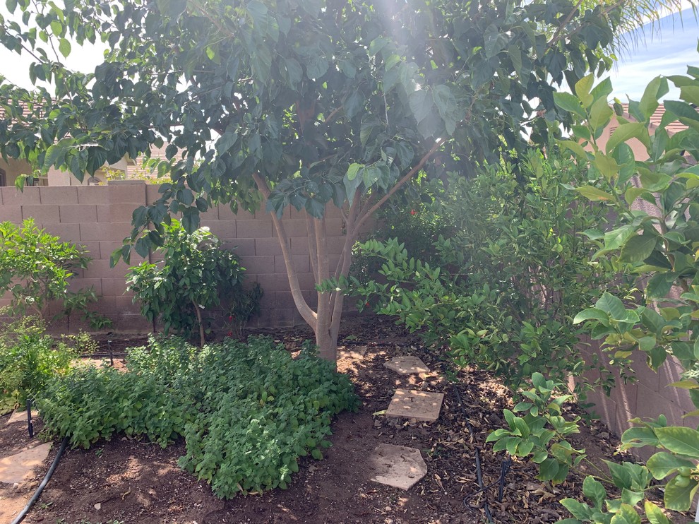 フェニックスにある高級な中くらいなエクレクティックスタイルのおしゃれな庭 (日陰) の写真